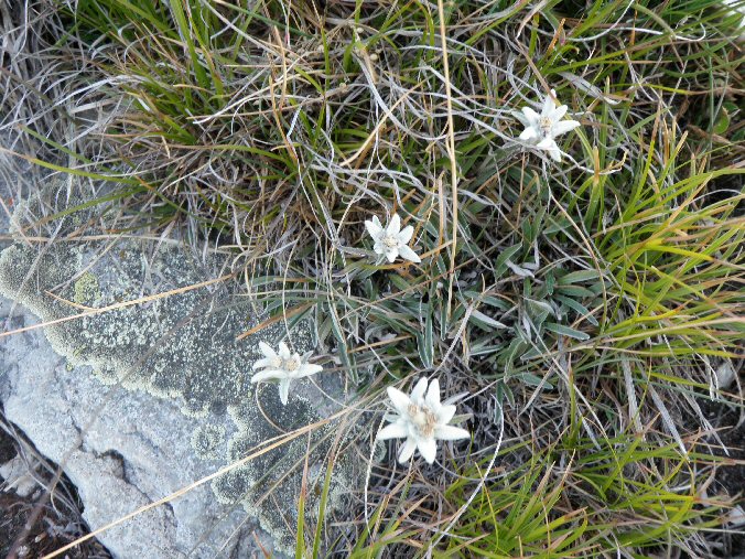 Mille_Feuilles_Mauriennais (3).jpg - Des Edelweiss � gogo !